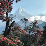 poon hill trek