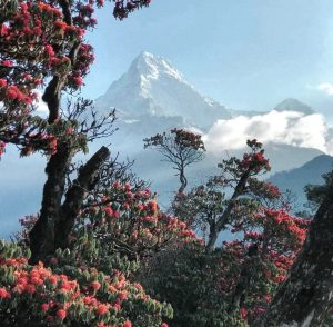 poon hill trek