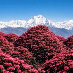 best viewpoints Annapurna Base Camp trek