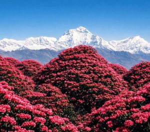 best viewpoints Annapurna Base Camp trek