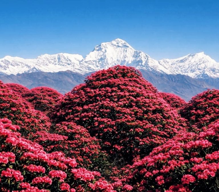 best viewpoints Annapurna Base Camp trek